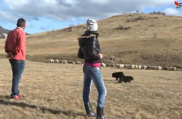 VIDEO: Mara je napustila lagodan život i udala se za gorštaka Miluna: Nosi uske farmerke, crvene nokte, a za sat pomuze 130 ovaca
