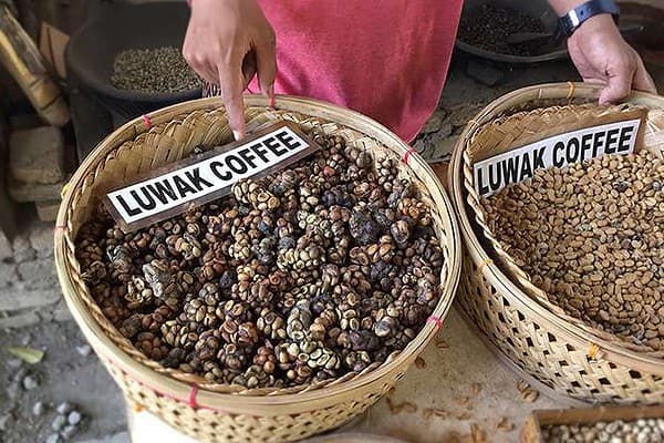 Ovo je najskuplja kafa na svijetu: Zašto…