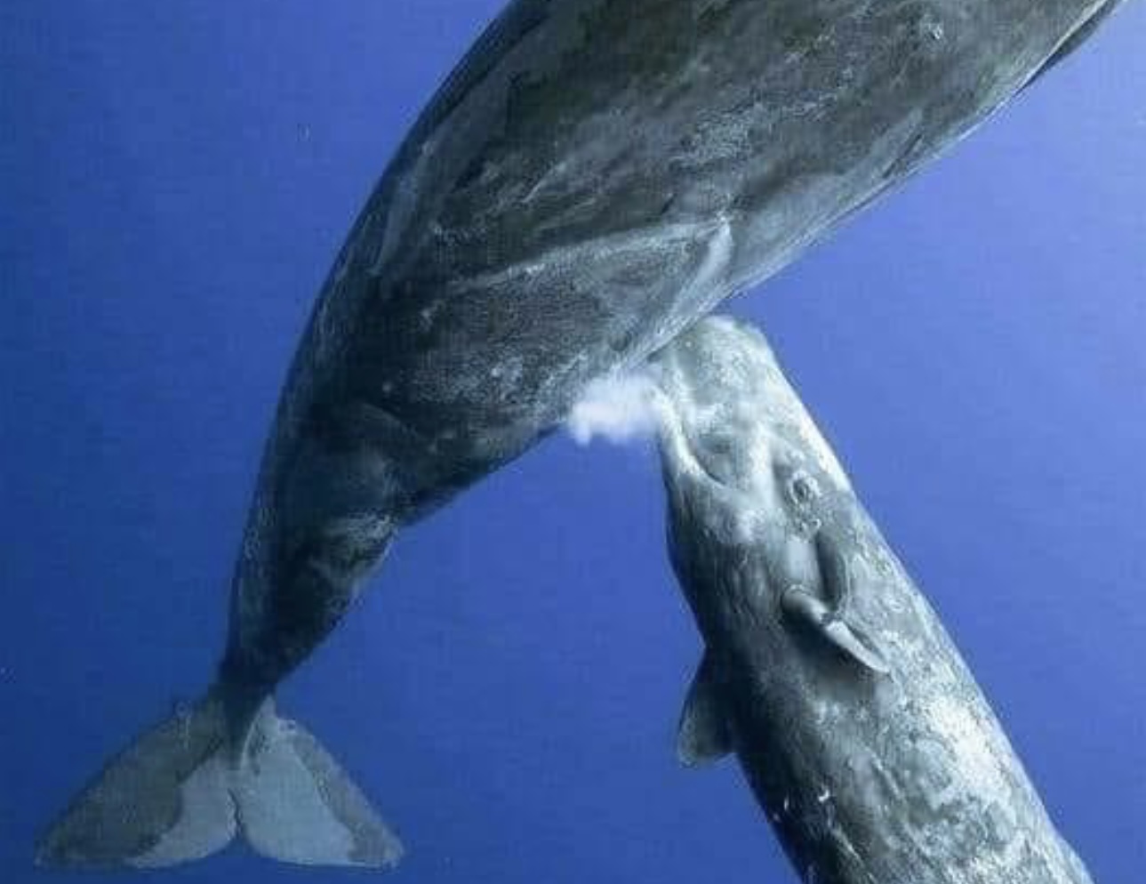 Slika dana: Mali kit doji majku
