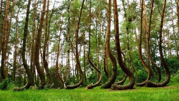 U Poljskoj postoji “Kriva šuma” sa oko 400 borovih stabala