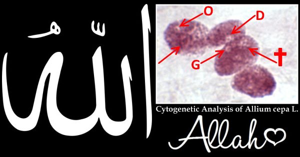 Fenomen Allahovog stvaranja u ćelijama luka