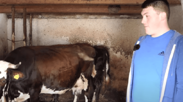 (VIDEO) Nije otišao u školu jer mu se otelila krava