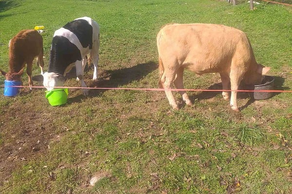 Živinice: Sa imanja porodice Šehić nestale tri junice