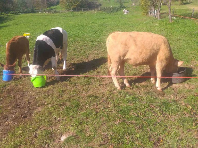 Živinice: Sa imanja porodice Šehić nestale tri junice