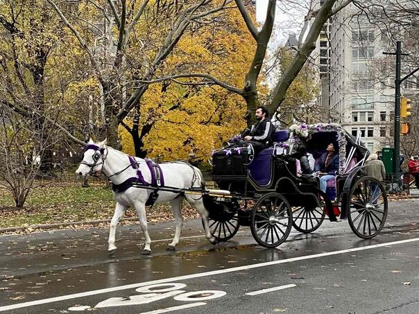 New York ukida kočije s konjskom zapregom od 2028. godine